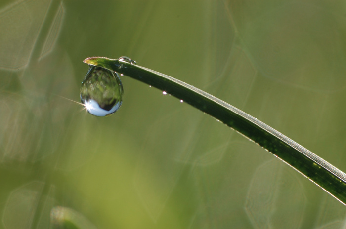 Dew Drop