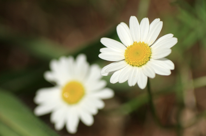 Daisies