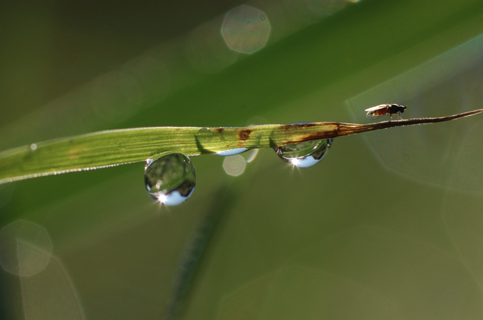 Dew Drops