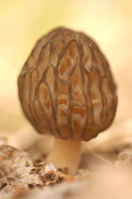 Black Morel