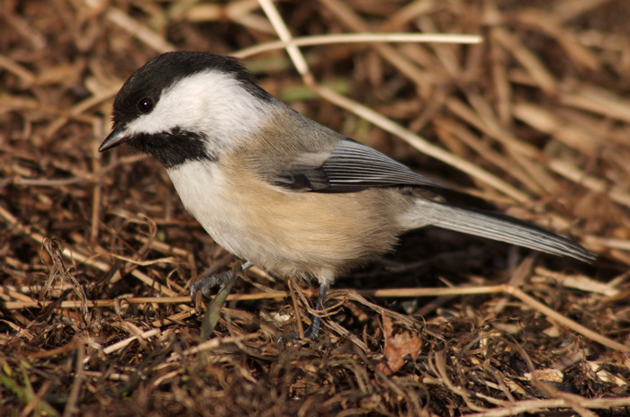 Chickadee