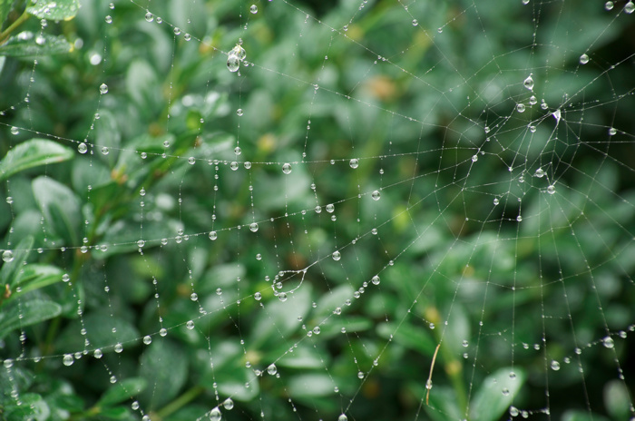 Wet Spider Web