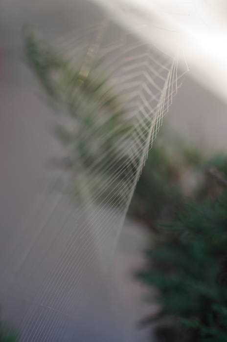 Spider Web