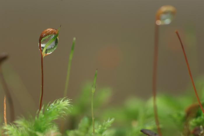Droplet On Moss