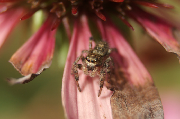 Jumping Spider