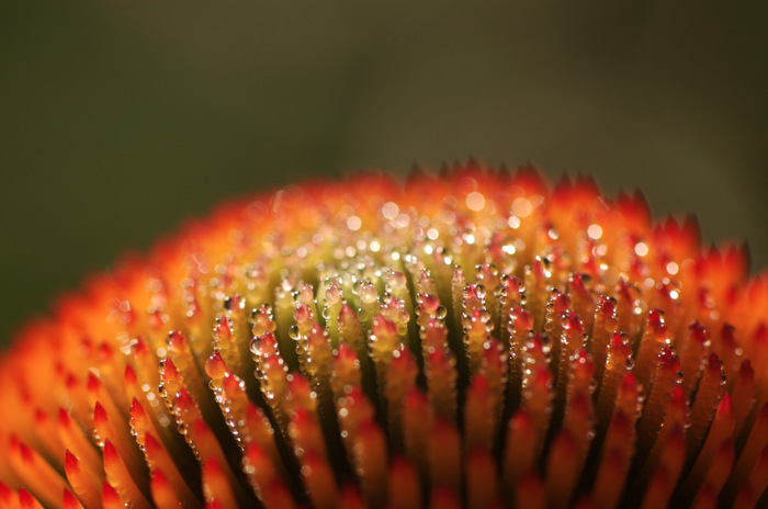 Echinacea Flower