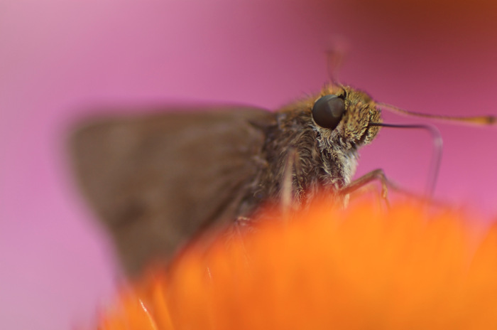 Skipper