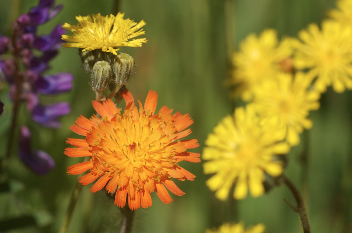 Indian Paintbrush