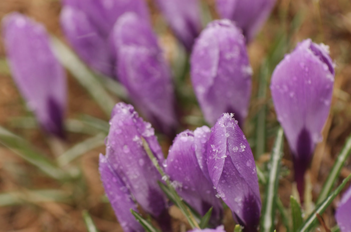Frosted Crocuses