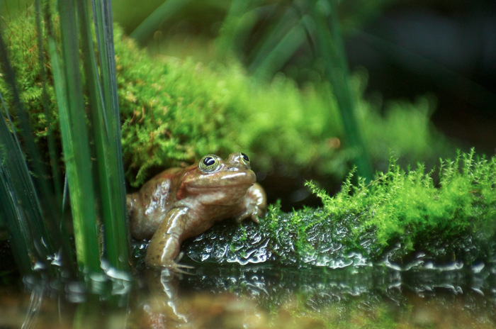 Frog
