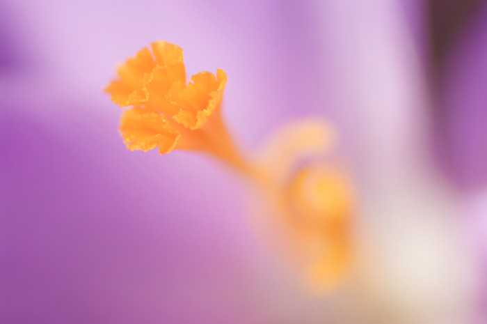 Crocus Stamen