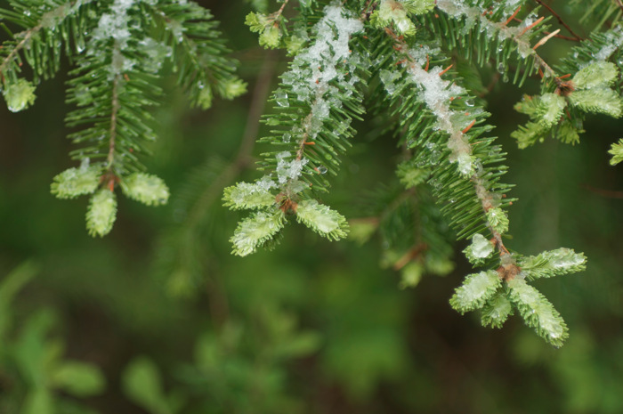 Frosty Spruce Buds
