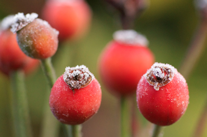 Frosty Rosehips