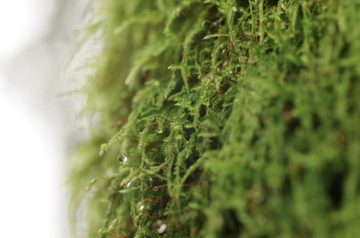 Wet Moss