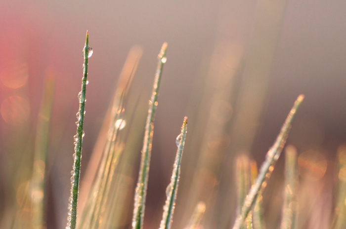Dew Covered Grass