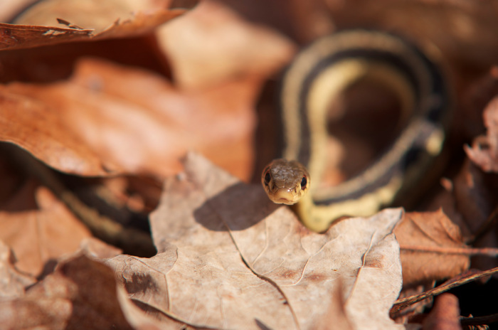 Garter Snake