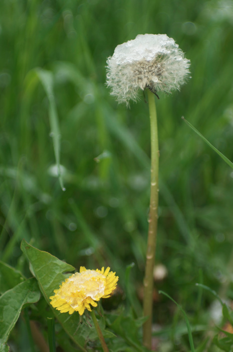 Frozen Dandelion