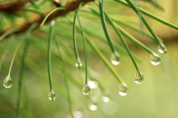 Wet Pine Needles
