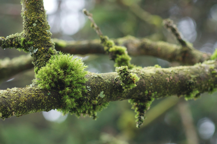 Mossy Branch