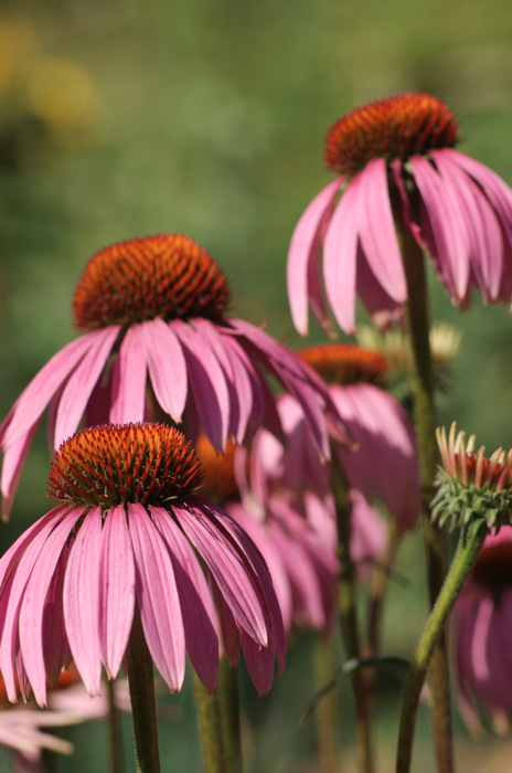 Echinacea