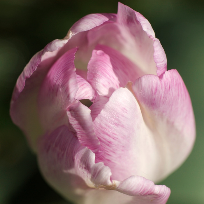 Tulip