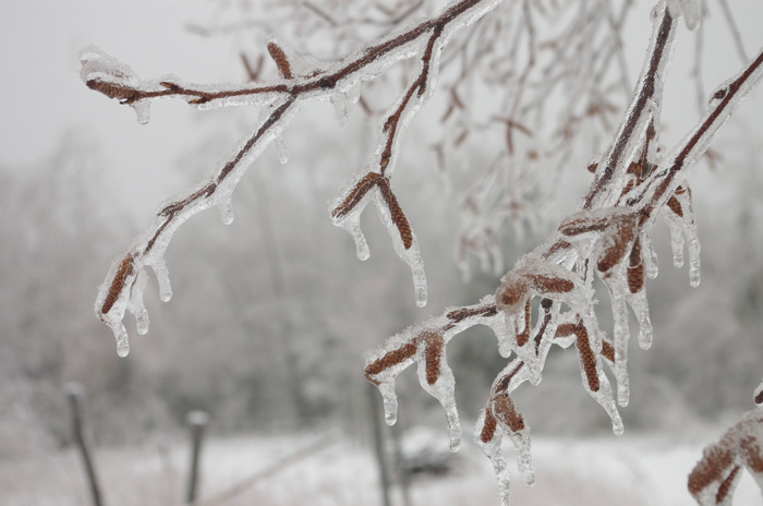Ice Encased Birch