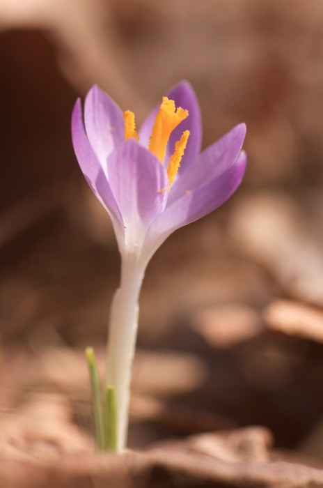 Crocus