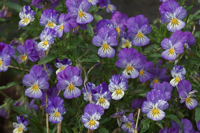 Viola tricolor