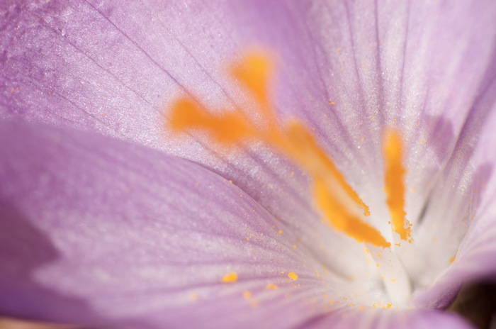 Crocus