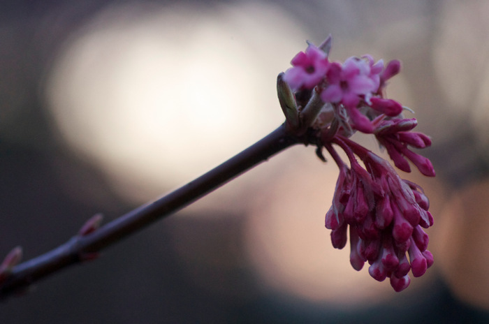 Wet Flower Buds