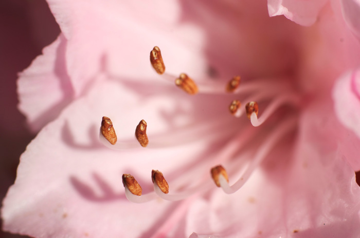 Stamens