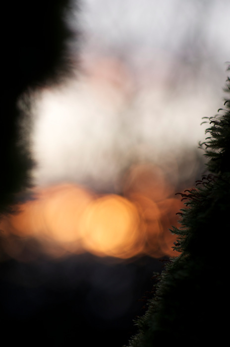 Mossy Sunset