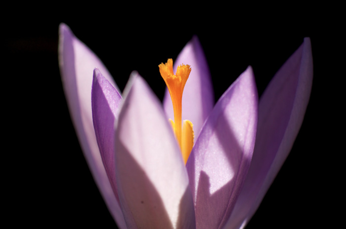 Crocus