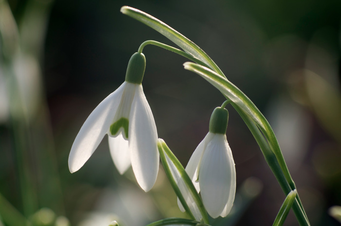 Snowdrops