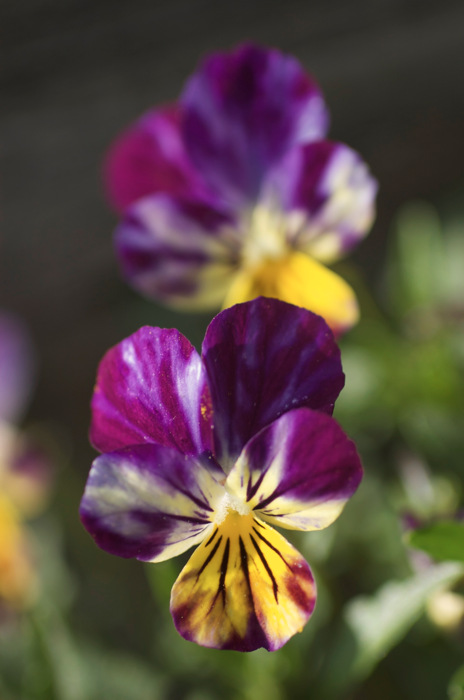 Violas