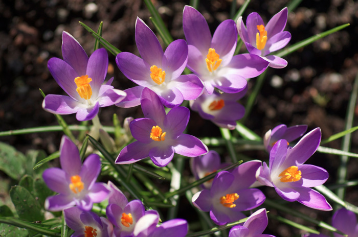 Crocuses
