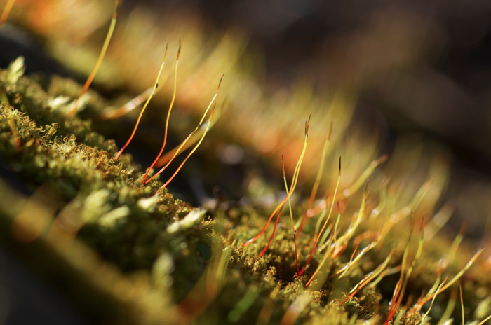 Moss