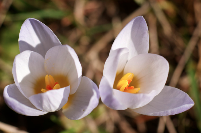 Crocuses