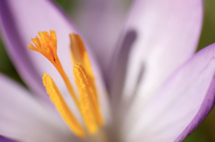 Crocus
