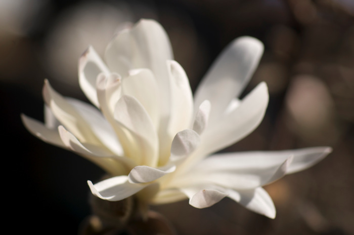 Magnolia
