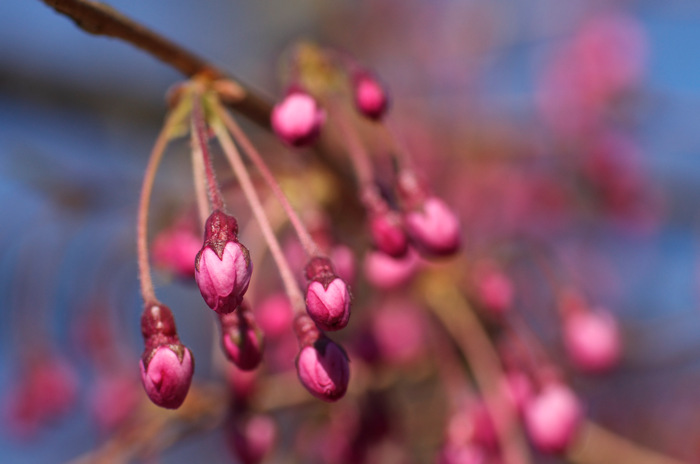 Cherry Blossom Buds
