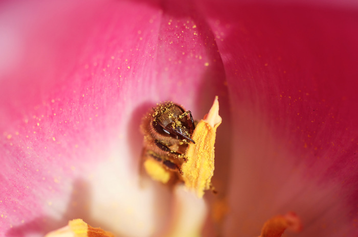 Bee In A Tulip