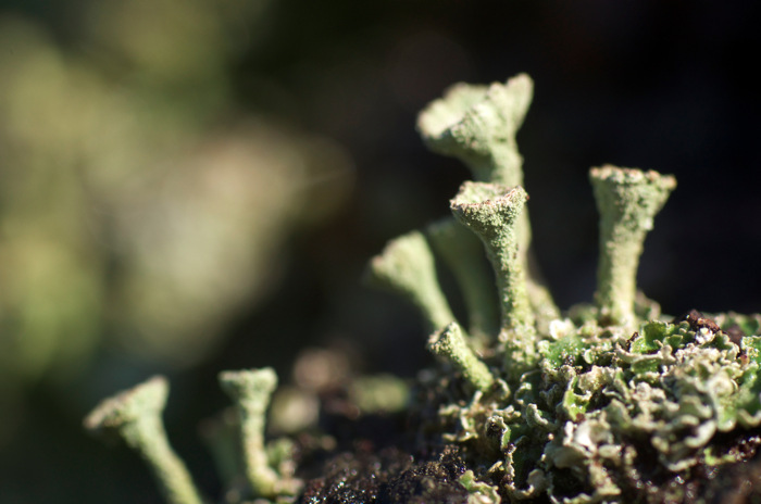 Lichen