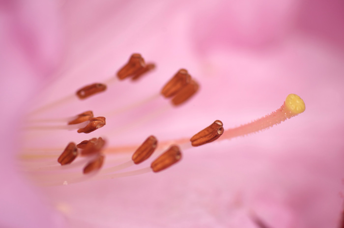 Stamens