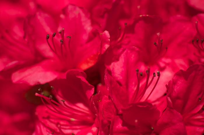 Red Flowers