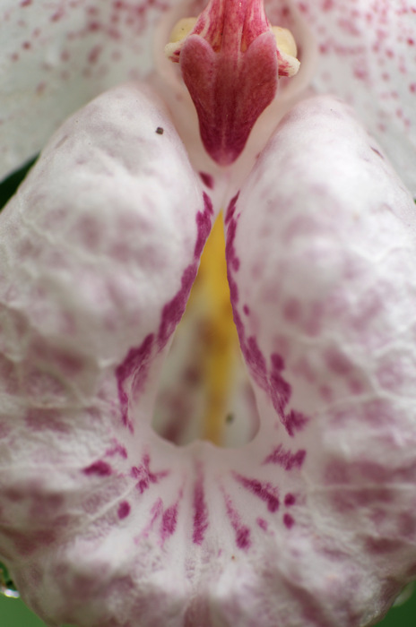 Formosan Lady's Slipper