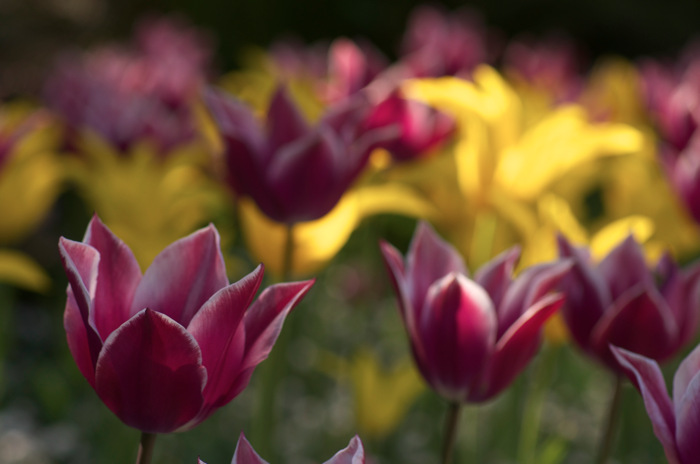 Tulips
