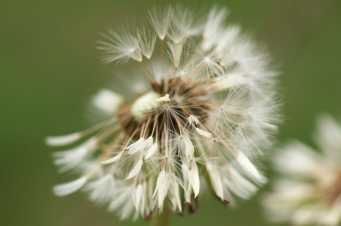 Dandelion Seeds