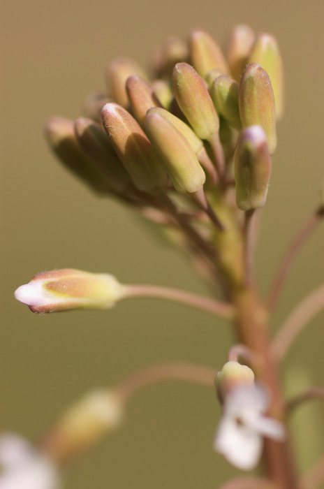 Flower Buds