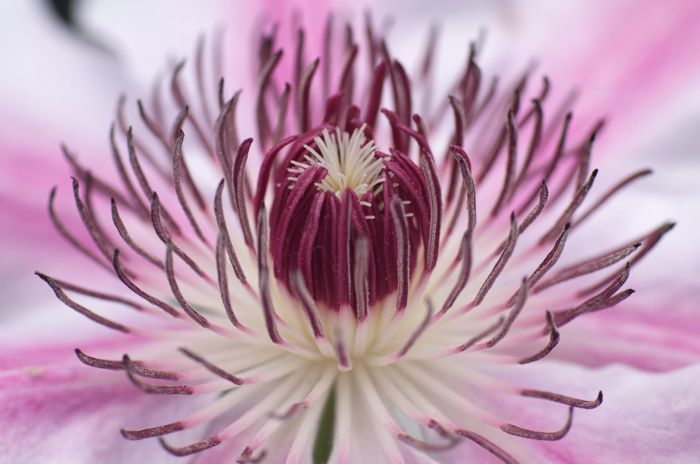 Stamens